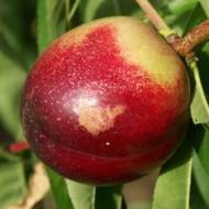 Саженец Нектарин Септембер Квин